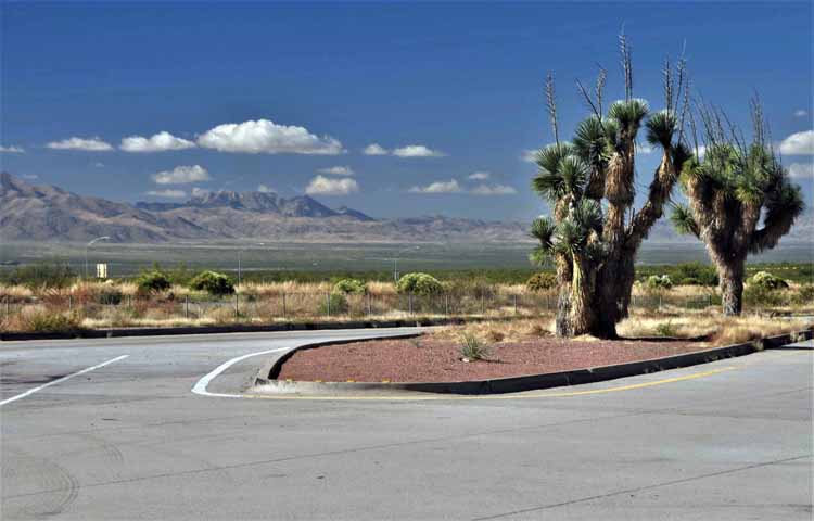 yucca plants